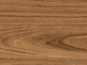 Corymbia Honey - 23x120 (1st)